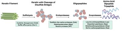 Dermatophyte infection: from fungal pathogenicity to host immune responses